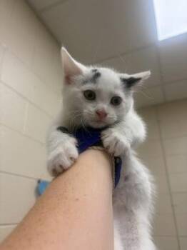 Merlin -  Domestic Short Hair Cat for Adoption in Westland, Michigan - Merlin | PetCurious