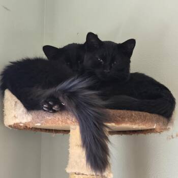 Lord -  Domestic Short Hair Cat for Adoption in Layton, Utah - Lord | PetCurious