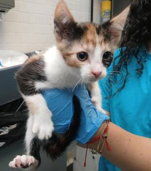 Soleil -  Domestic Short Hair Cat for Adoption - Soleil | PetCurious