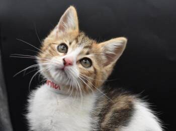 Santa Monica -  Domestic Short Hair Cat for Adoption in Portland, Oregon - Santa Monica | PetCurious