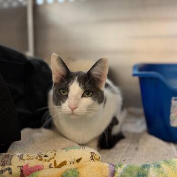 Mariposa -  Domestic Short Hair Cat for Adoption in Portage, Michigan - Mariposa | PetCurious