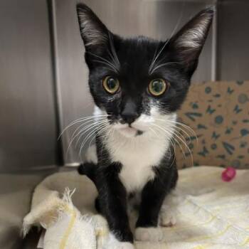 Birdie -  Domestic Short Hair Cat for Adoption in Goleta, California - Birdie | PetCurious
