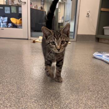 Albert -  Domestic Short Hair Cat for Adoption in Brockton, Massachusetts - Albert | PetCurious