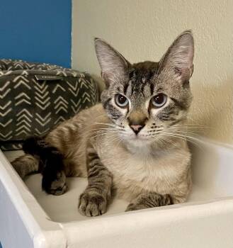 Ghost -  Domestic Short Hair and Siamese Cat for Adoption in Fargo, North Dakota - Ghost | PetCurious