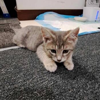 Libby -  Domestic Short Hair Cat for Adoption in Medina, Ohio - Libby | PetCurious