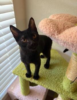 Rescue Domestic Short Hair Cats for Adoption in Terrell Hills, Texas - Binx | PetCurious