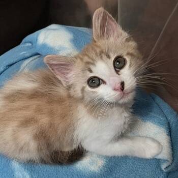 Sandy -  Tabby and Domestic Medium Hair Cat for Adoption in Sacramento, California - Sandy | PetCurious