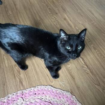 Domestic Short Hair and Mixed Breed Cats Available for Adoption in Philadelphia, Pennsylvania - Monsieur Pierre Binx | PetCurious