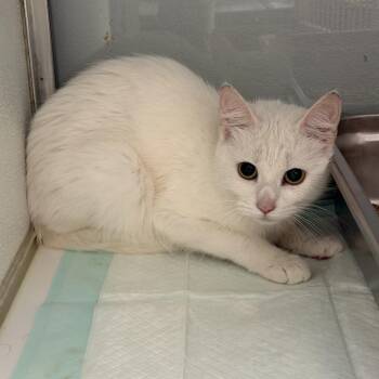 Mischief -  Domestic Short Hair Cat for Adoption in Binghamton, New York - Mischief | PetCurious
