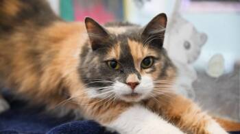Kahlo -  Domestic Medium Hair Cat for Adoption in Saint James City, Florida - Kahlo | PetCurious
