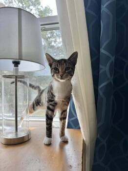 Rescue Domestic Short Hair Cats for Adoption in Wilmington, North Carolina - Miss Oakley | PetCurious