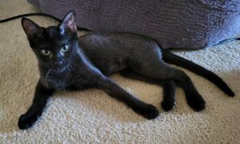 Kiwi Berri -  Domestic Short Hair and Tabby Cat for Adoption in Chandler, Arizona - Kiwi Berri | PetCurious