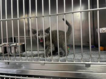 Dior -  Domestic Medium Hair Cat for Adoption in Murray, Kentucky - Dior | PetCurious