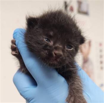 A2474632 -  Domestic Medium Hair Cat Available for Adoption in Fort Lauderdale, Florida - A2474632 | PetCurious