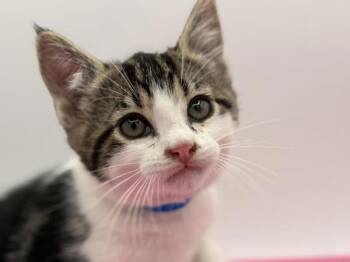 Hearts -  Domestic Short Hair Cat for Adoption in Portland, Oregon - Hearts | PetCurious