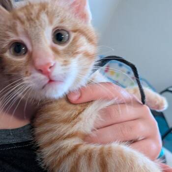 Brock 2 -  Domestic Short Hair Cat for Adoption in Cumming, Georgia - Brock 2 | PetCurious
