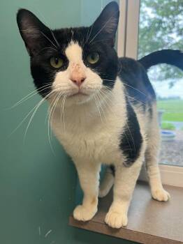 Domestic Short Hair Cats Available for Adoption in Chambersburg, Pennsylvania - Chestnut | PetCurious