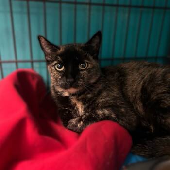 Rescue Domestic Short Hair Cats for Adoption in Davenport, Iowa - Tortie-licious | PetCurious