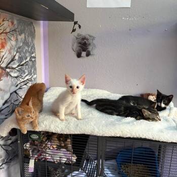 Waffles -  Domestic Short Hair Cat for Adoption in Pleasanton, California - Waffles | PetCurious