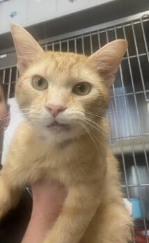 Dorito -  Domestic Short Hair Cat for Adoption in Cobourg, Ontario - Dorito | PetCurious