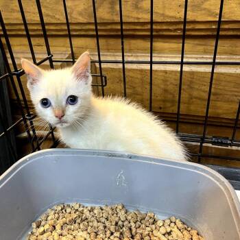 Siamese and Domestic Short Hair Cats Available for Adoption in Fort Worth, Texas - Beckett | PetCurious