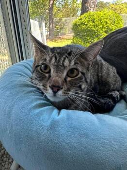 Domestic Short Hair Cats Available for Adoption in Wilmington, North Carolina - Gregory | PetCurious