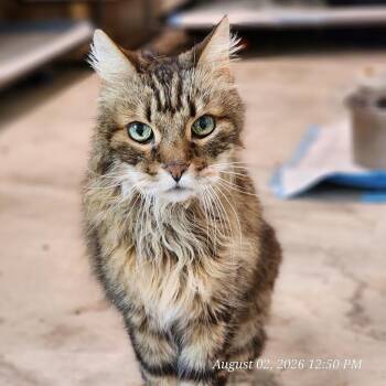 Simba -  Domestic Long Hair Cat for Adoption in Toms Brook, Virginia - Simba | PetCurious