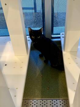 Twix A220386 -  Tortoiseshell Cat for Adoption in Plano, Texas - Twix A220386 | PetCurious