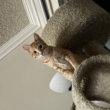Toast Malone -  Domestic Short Hair Cat for Adoption in Los Angeles, California - Toast Malone | PetCurious