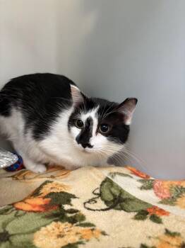 Domestic Short Hair Cats Available for Adoption in Waterloo, Iowa - Daisy-Barn Cat | PetCurious