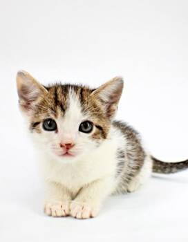 Frost -  Domestic Short Hair Cat for Adoption in Morton Grove, Illinois - Frost | PetCurious