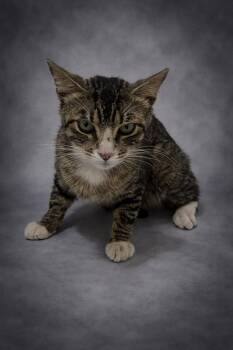 Domestic Short Hair Cats Available for Adoption in Winter Haven, Florida - TOBBY | PetCurious