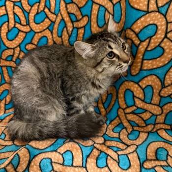 Finn -  Domestic Medium Hair Cat for Adoption in Newberg, Oregon - Finn | PetCurious
