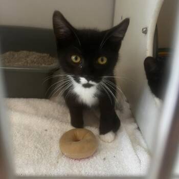 Cafe -  Domestic Short Hair Cat for Adoption in Burlington, Ontario - Cafe | PetCurious