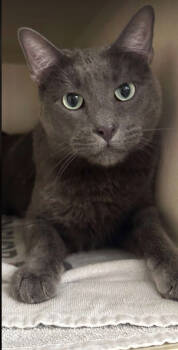 Rescue Domestic Short Hair Cats for Adoption in Elmsford, New York - Kirby | PetCurious