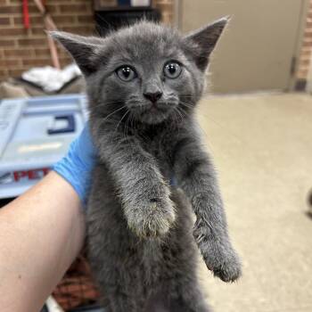 Domestic Short Hair Cats Available for Adoption in Birmingham, Alabama - Vera | PetCurious