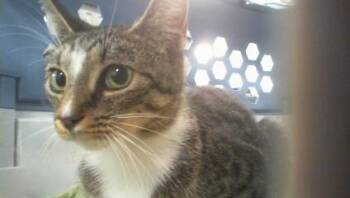 SUZIE -  Domestic Short Hair Cat for Adoption in Charlotte, North Carolina - SUZIE | PetCurious