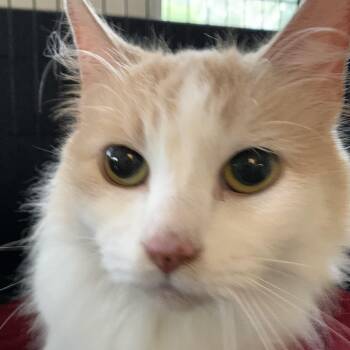 Peaches -  Domestic Long Hair Cat for Adoption in Massena, New York - Peaches | PetCurious