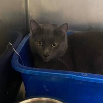 Luno -  Domestic Short Hair Cat for Adoption in Chehalis, Washington - Luno | PetCurious