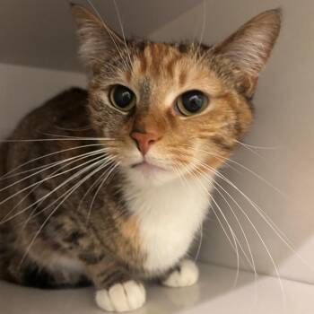 Domestic Short Hair Cats Available for Adoption - Ruby | PetCurious