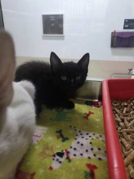 Rescue Domestic Short Hair Cats for Adoption in Fort Worth, Texas - 59801014 | PetCurious