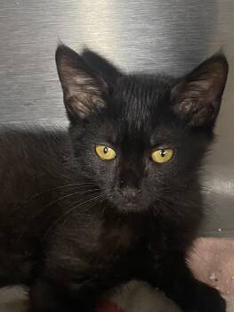 Carrie -  Domestic Short Hair Cat for Adoption in Spencer, Indiana - Carrie | PetCurious