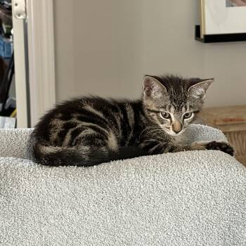 Darcy -  Domestic Short Hair and American Shorthair Cat for Adoption in Charlotte, North Carolina - Darcy | PetCurious