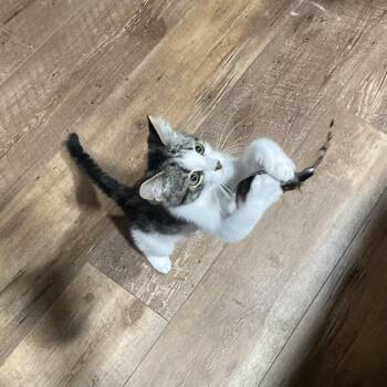 Rescue Domestic Short Hair Cats for Adoption in Bentonville, Arkansas - Popsicle | PetCurious