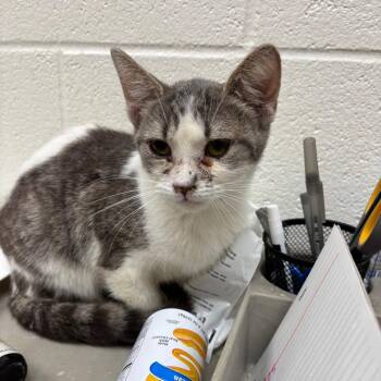 Melon -  Domestic Short Hair Cat for Adoption in Grand Rapids, Michigan - Melon | PetCurious