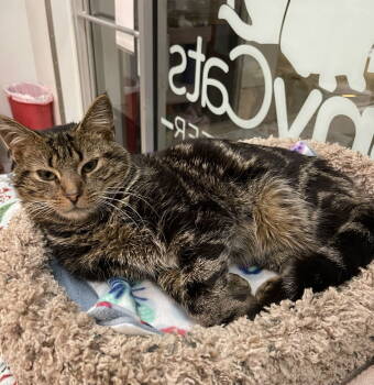Rescue Tabby and Domestic Short Hair Cats for Adoption in Dublin, Ohio - Caleb | PetCurious
