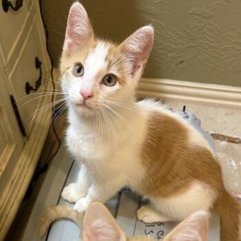 Karma -  Domestic Short Hair Cat for Adoption in Port Neches, Texas - Karma | PetCurious