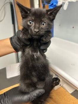 Nutty Buddy (green) -  Domestic Short Hair Cat for Adoption in Largo, Florida - Nutty Buddy (green) | PetCurious