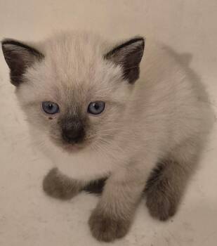 MILEY -  Siamese and Maine Coon Cat for Adoption in Sardinia, Ohio - MILEY | PetCurious