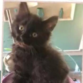 Domestic Long Hair Cats Available for Adoption - Willy Wonka | PetCurious